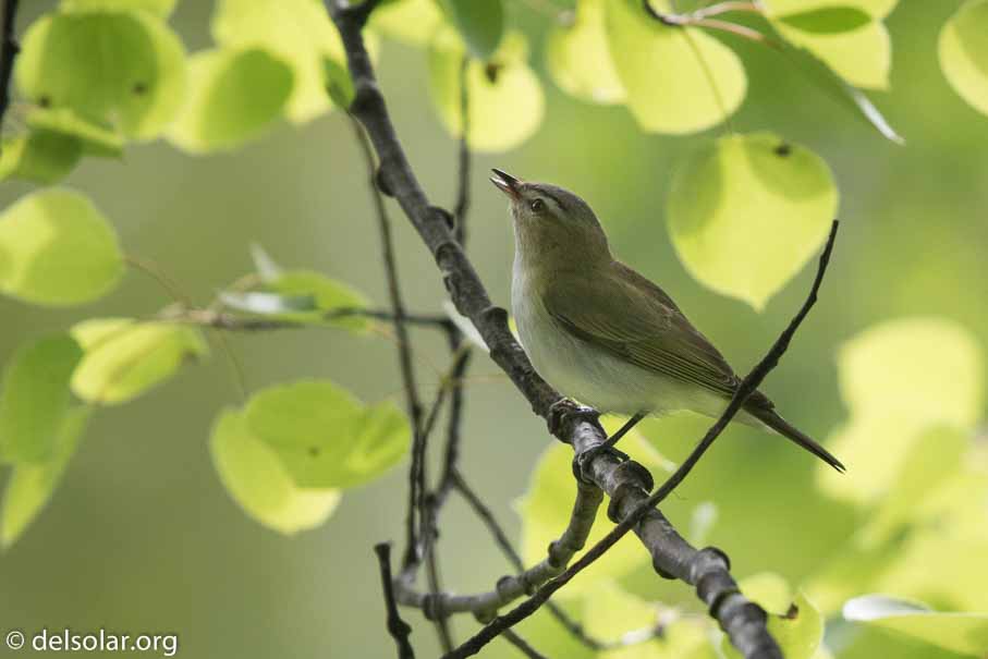 Canon EOS 7D Mark II - EF600mm f/4L IS II USM - 1/1250 sec at f / 4.0 - 1 EV