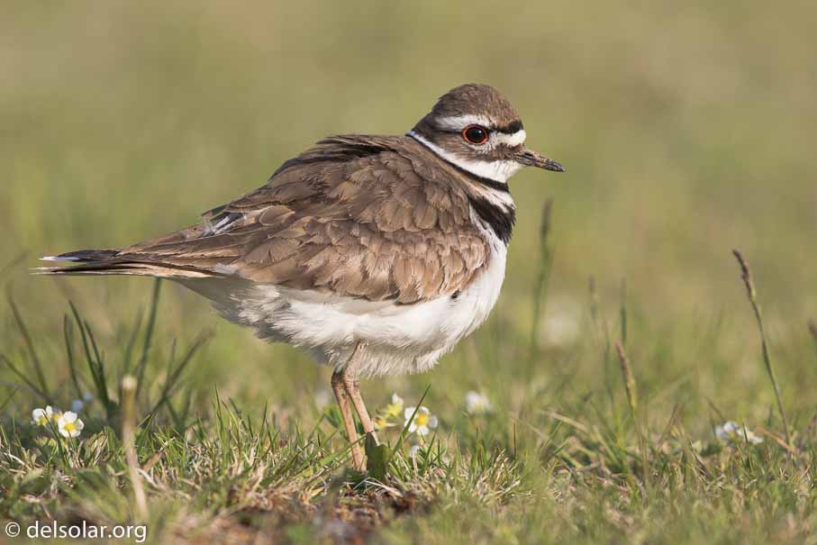 Canon EOS 7D Mark II - EF600mm f/4L IS II USM - 1/1600 sec at f / 5.0 - 2/3 EV