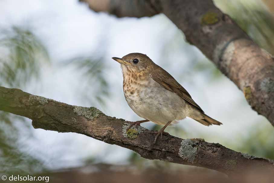 Canon EOS 7D Mark II - EF600mm f/4L IS II USM - 1/800 sec at f / 5.0 - 2/3 EV