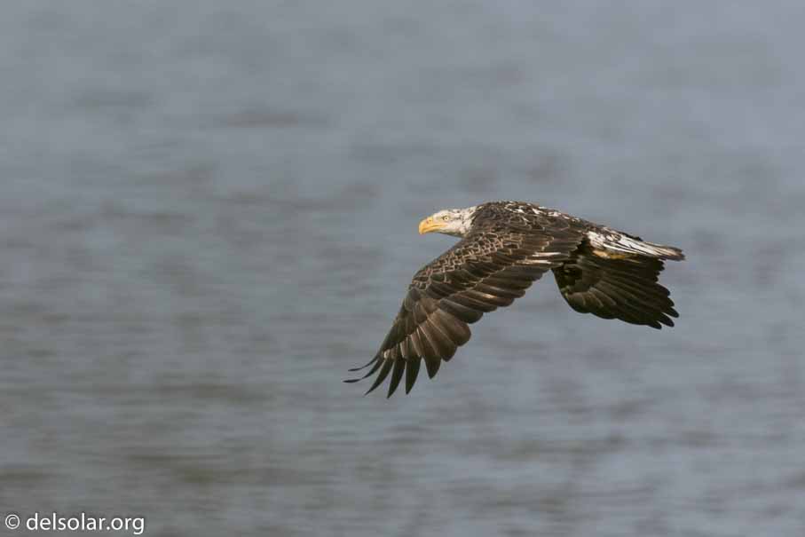 Canon EOS 7D Mark II - EF600mm f/4L IS II USM - 1/3200 sec at f / 5.0 - 2/3 EV