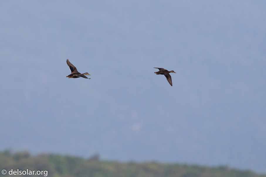 Canon EOS 7D Mark II - EF600mm f/4L IS II USM - 1/4000 sec at f / 5.0 - 2/3 EV