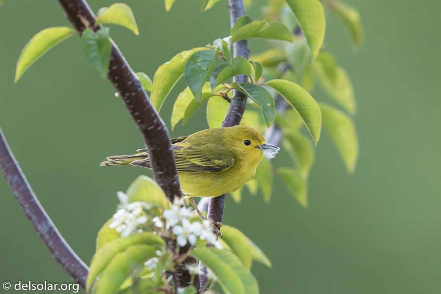 Canon EOS 7D Mark II - EF600mm f/4L IS II USM - 1/320 sec at f / 5.0 - 2/3 EV