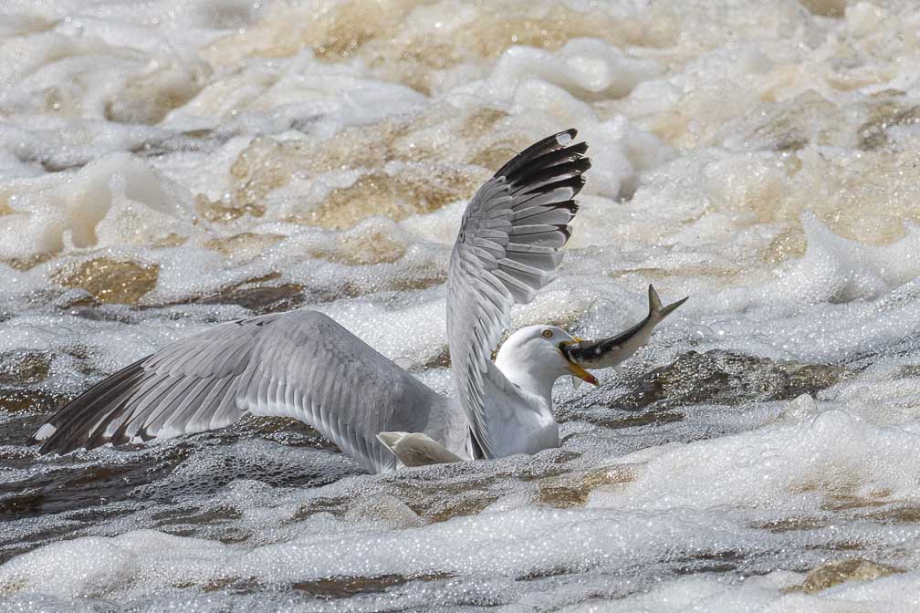 ILCE-1  --  FE 400-800mm F6.3-8 G OSS -- 1/2500 sec at f / 9.0 -- ISO 100 -- 0 EV -- 