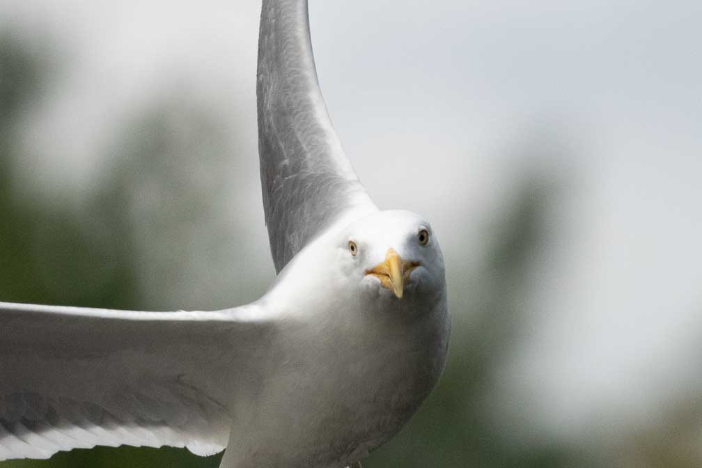 ILCE-1  --  FE 400-800mm F6.3-8 G OSS -- 1/5000 sec at f / 9.0 -- ISO 2500 -- 0 EV -- 