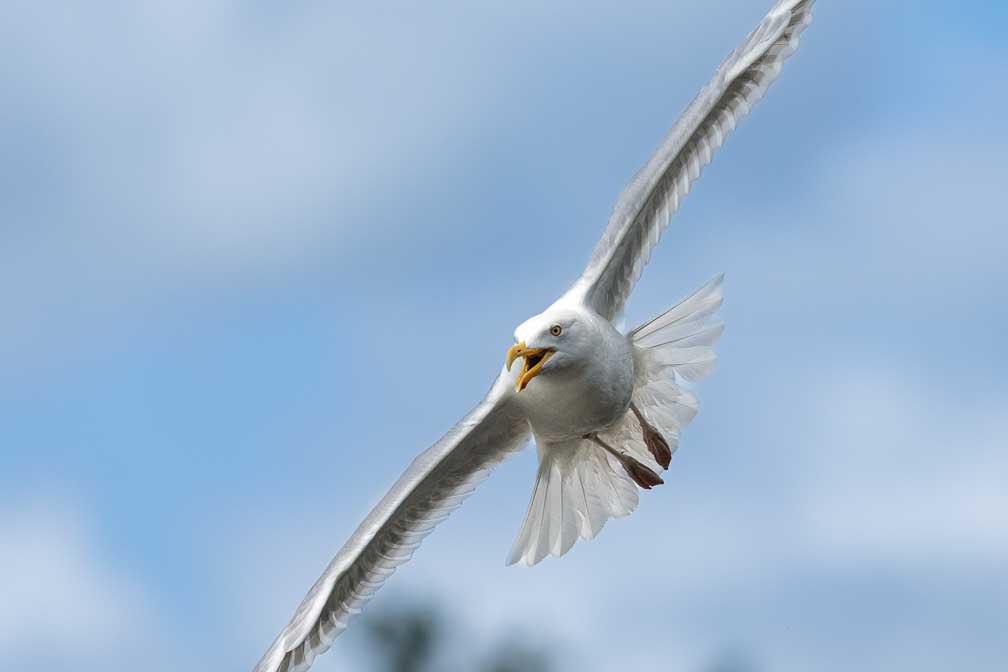 ILCE-1  --  FE 400-800mm F6.3-8 G OSS -- 1/5000 sec at f / 9.0 -- ISO 2500 -- 0 EV -- 