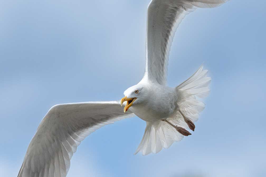 ILCE-1  --  FE 400-800mm F6.3-8 G OSS -- 1/5000 sec at f / 9.0 -- ISO 2500 -- 0 EV -- 