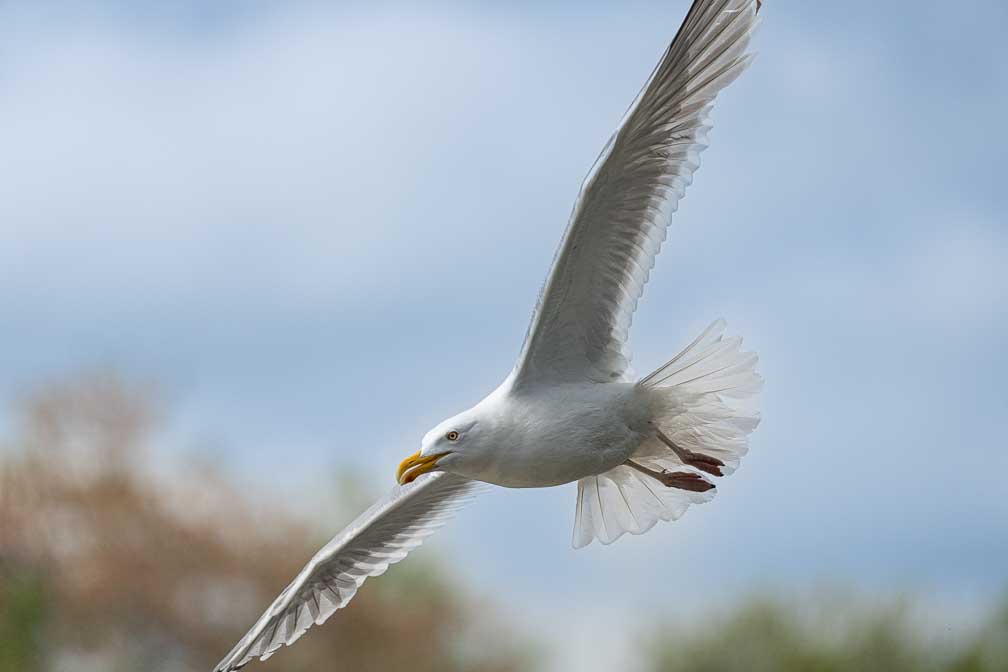 ILCE-1  --  FE 400-800mm F6.3-8 G OSS -- 1/5000 sec at f / 9.0 -- ISO 2500 -- 0 EV -- 