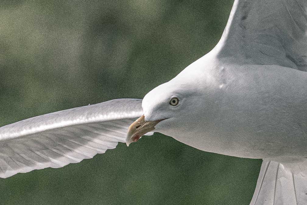 ILCE-1  --  FE 400-800mm F6.3-8 G OSS -- 1/5000 sec at f / 9.0 -- ISO 2500 -- 0 EV -- 