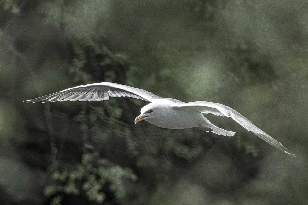 ILCE-1  --  FE 400-800mm F6.3-8 G OSS -- 1/5000 sec at f / 9.0 -- ISO 2500 -- 0 EV -- 