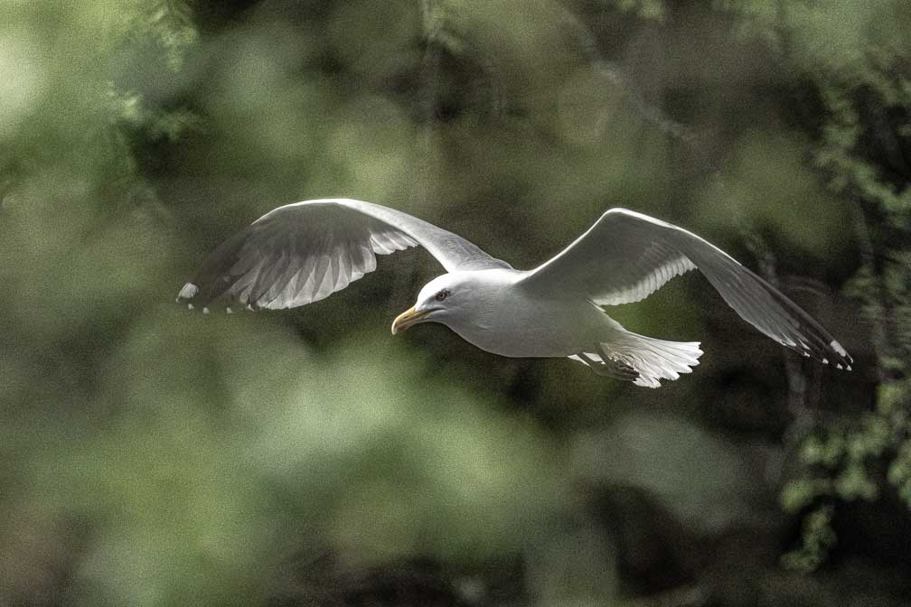 ILCE-1  --  FE 400-800mm F6.3-8 G OSS -- 1/5000 sec at f / 9.0 -- ISO 2500 -- 0 EV -- 