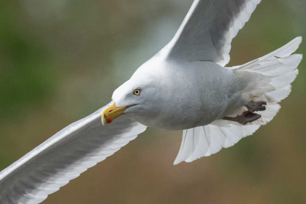 ILCE-1  --  FE 400-800mm F6.3-8 G OSS -- 1/3200 sec at f / 9.0 -- ISO 2500 -- 0 EV -- 