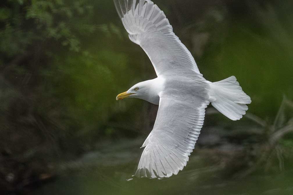 ILCE-1  --  FE 400-800mm F6.3-8 G OSS -- 1/3200 sec at f / 9.0 -- ISO 2500 -- 0 EV -- 