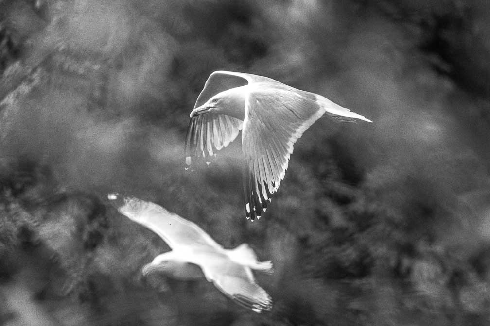 ILCE-1  --  FE 400-800mm F6.3-8 G OSS -- 1/3200 sec at f / 9.0 -- ISO 2500 -- 0 EV -- 