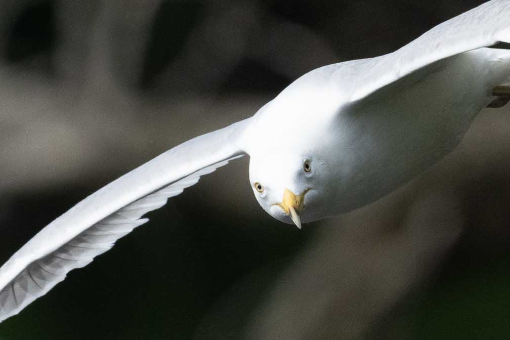 ILCE-1  --  FE 400-800mm F6.3-8 G OSS -- 1/3200 sec at f / 9.0 -- ISO 2500 -- 0 EV -- 