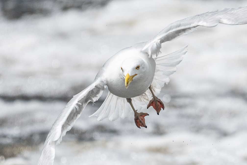 ILCE-1  --  FE 400-800mm F6.3-8 G OSS -- 1/3200 sec at f / 9.0 -- ISO 2500 -- 0 EV -- 