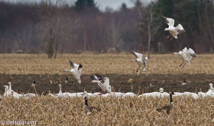 Canon EOS 7D  --  400 mm  --  EF400mm f/5.6L USM  