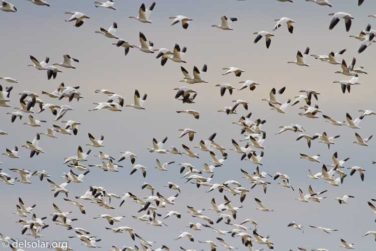 Canon EOS 7D  --  400 mm  --  EF400mm f/5.6L USM  