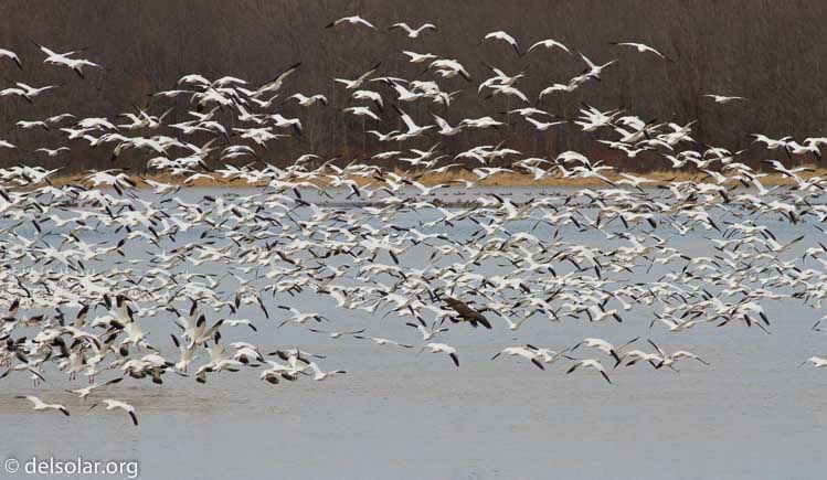 Canon EOS 7D  --  400 mm  --  EF400mm f/5.6L USM  