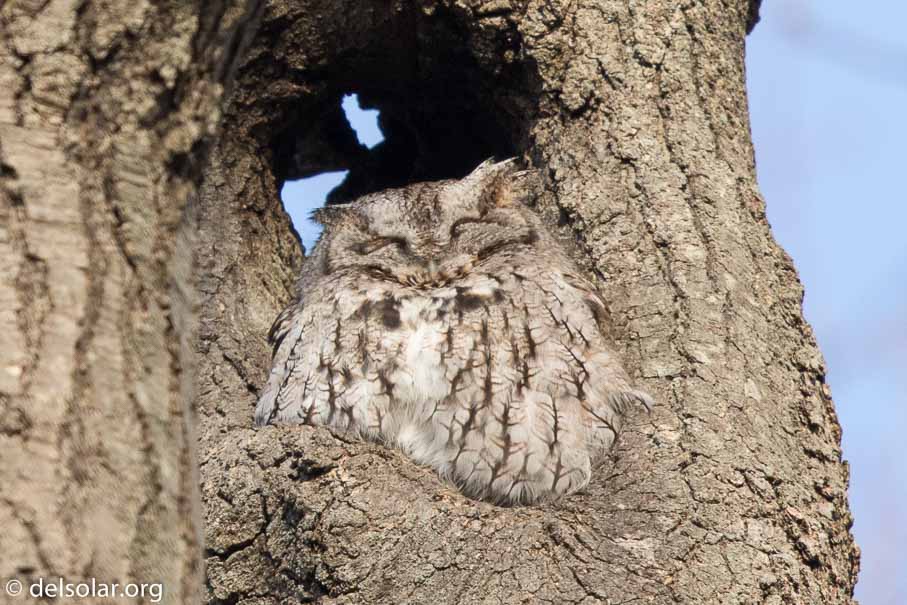 Canon EOS 7D Mark II  --  600 mm  --  EF600mm f/4L IS II USM  