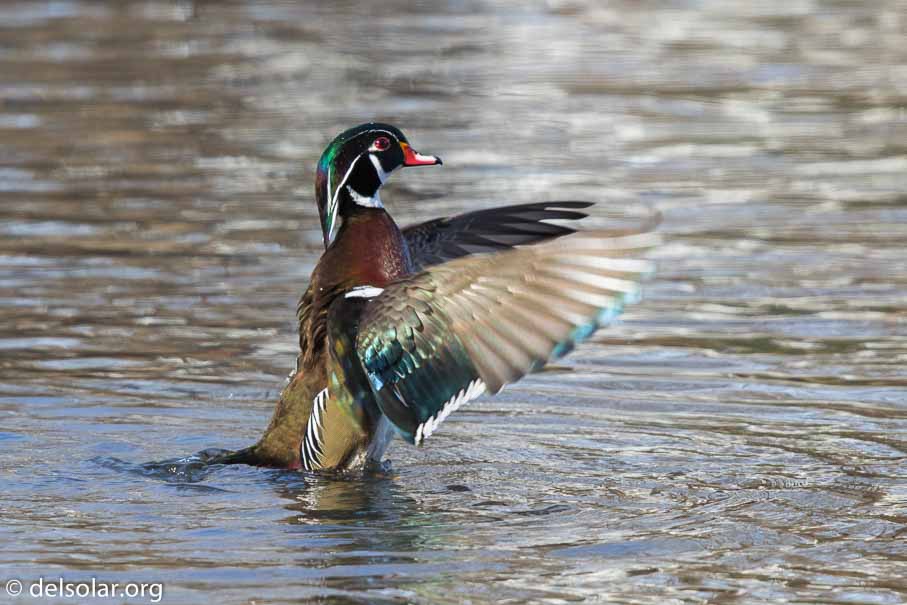 Canon EOS 7D Mark II  --  600 mm  --  EF600mm f/4L IS II USM  