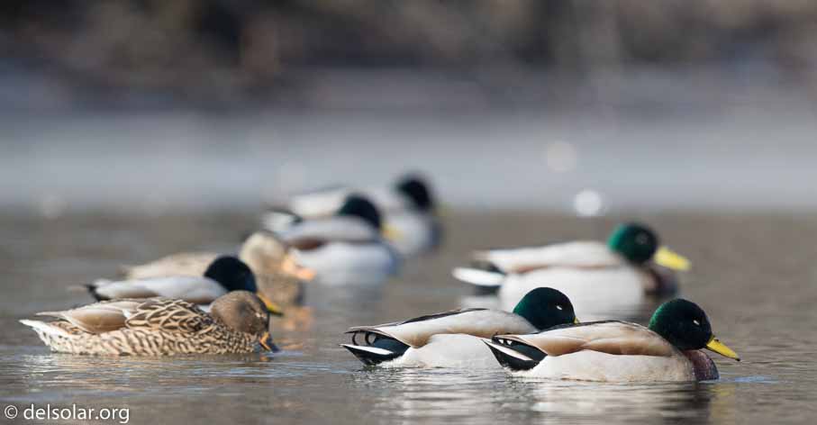 Canon EOS 7D Mark II  --  600 mm  --  EF600mm f/4L IS II USM  