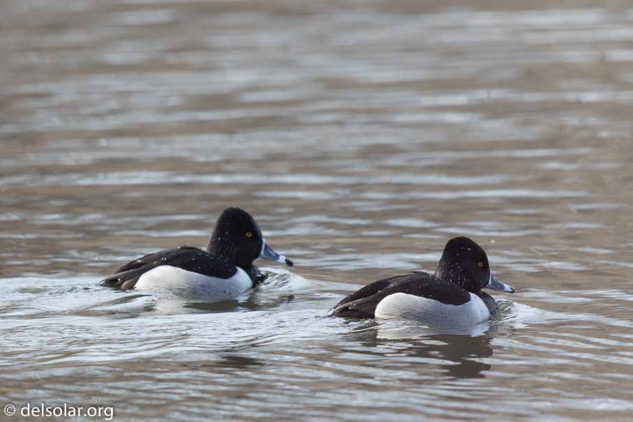 Canon EOS 7D Mark II  --  600 mm  --  EF600mm f/4L IS II USM  