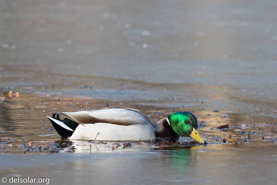 Canon EOS 7D Mark II  --  600 mm  --  EF600mm f/4L IS II USM  