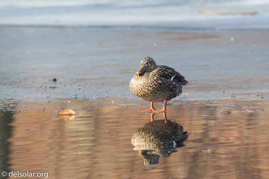 Canon EOS 7D Mark II  --  600 mm  --  EF600mm f/4L IS II USM  