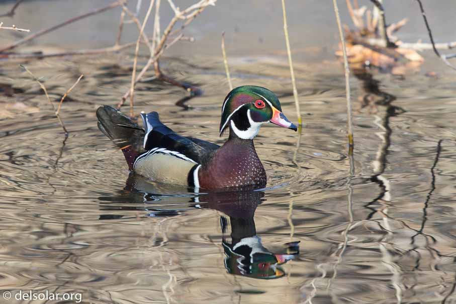 Canon EOS 7D Mark II  --  600 mm  --  EF600mm f/4L IS II USM  