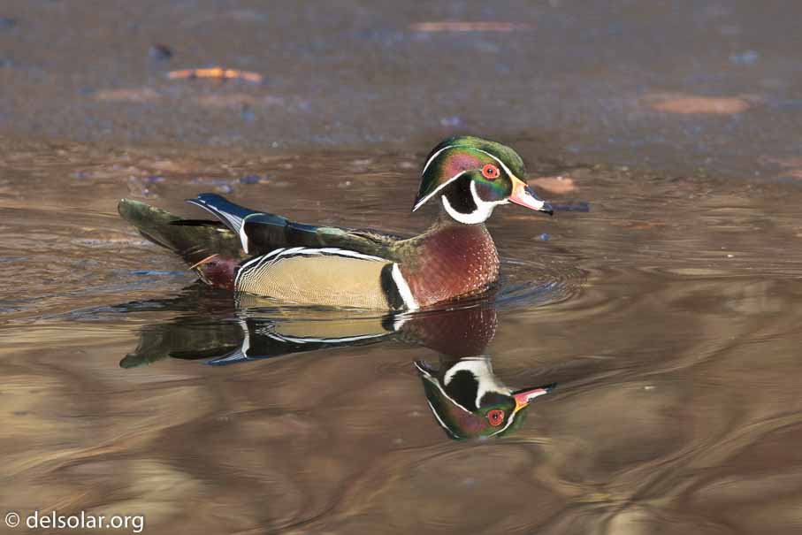 Canon EOS 7D Mark II  --  600 mm  --  EF600mm f/4L IS II USM  