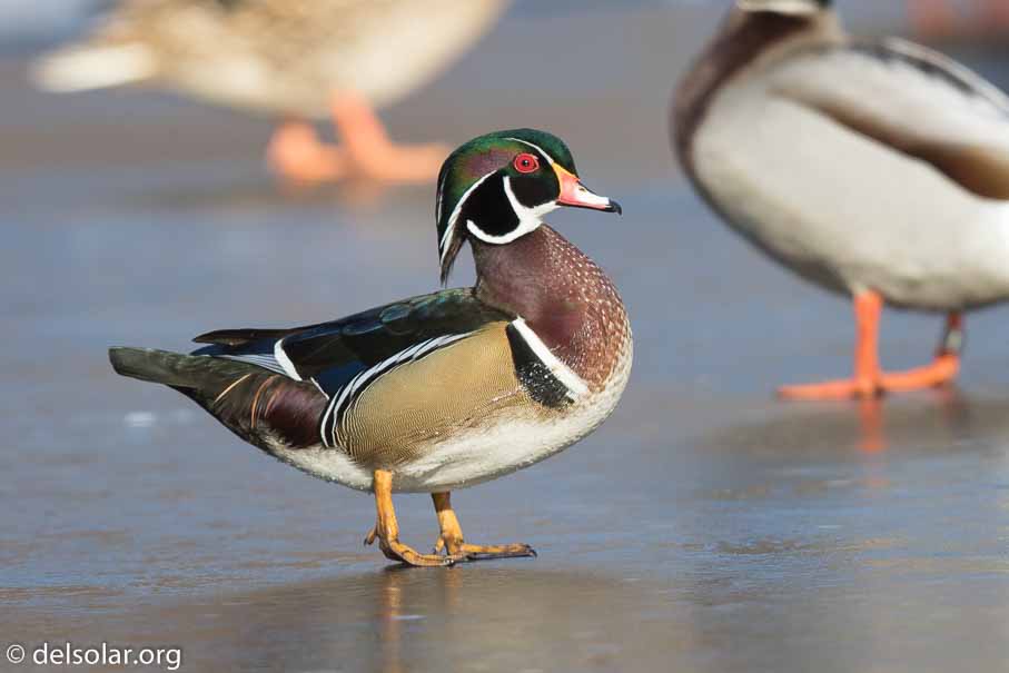 Canon EOS 7D Mark II  --  600 mm  --  EF600mm f/4L IS II USM  