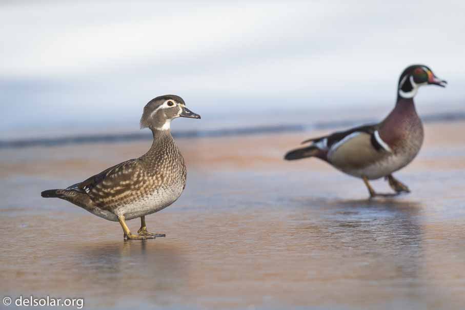 Canon EOS 7D Mark II  --  600 mm  --  EF600mm f/4L IS II USM  