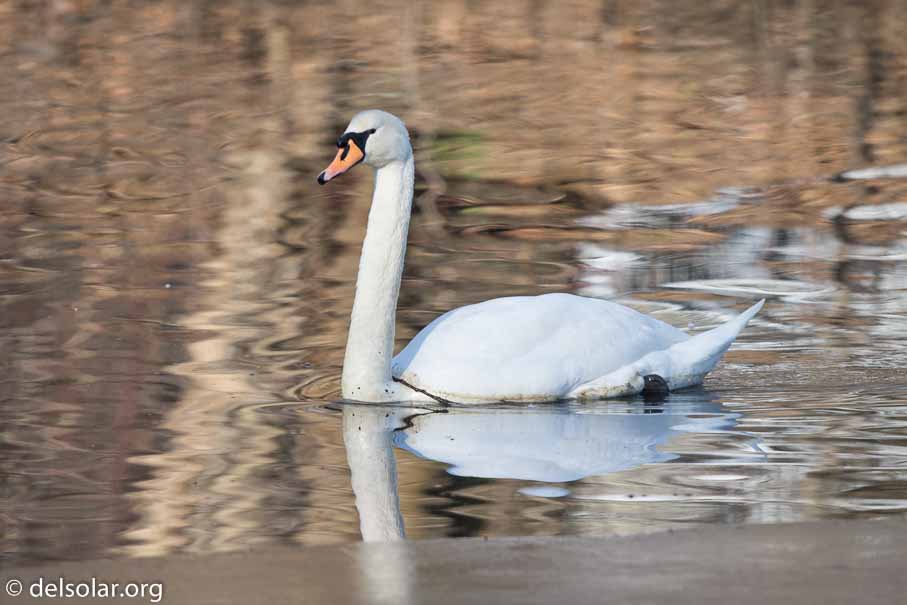 Canon EOS 7D Mark II  --  600 mm  --  EF600mm f/4L IS II USM  