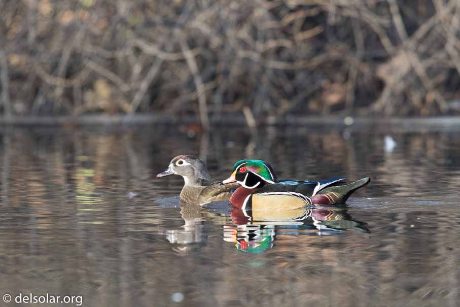 Canon EOS 7D Mark II  --  600 mm  --  EF600mm f/4L IS II USM  