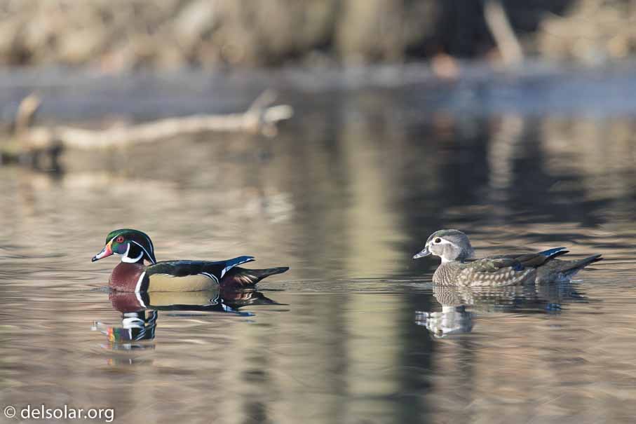 Canon EOS 7D Mark II  --  600 mm  --  EF600mm f/4L IS II USM  
