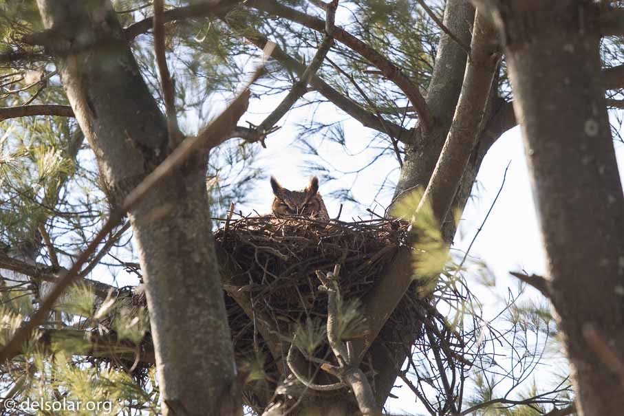 Canon EOS 7D Mark II  --  600 mm  --  EF600mm f/4L IS II USM  