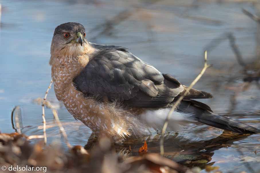 Canon EOS 7D Mark II  --  600 mm  --  EF600mm f/4L IS II USM  