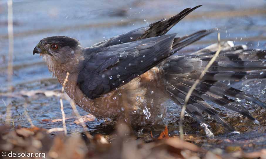 Canon EOS 7D Mark II  --  600 mm  --  EF600mm f/4L IS II USM  