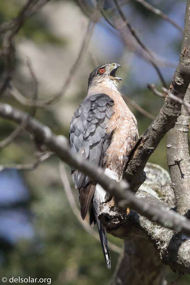 Canon EOS 7D Mark II  --  600 mm  --  EF600mm f/4L IS II USM  