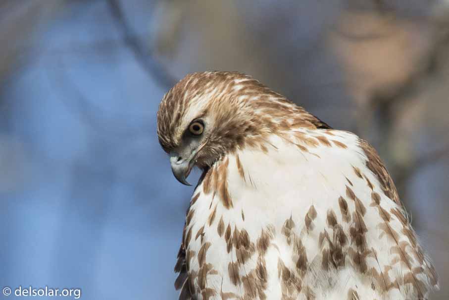 Canon EOS 7D Mark II  --  600 mm  --  EF600mm f/4L IS II USM  