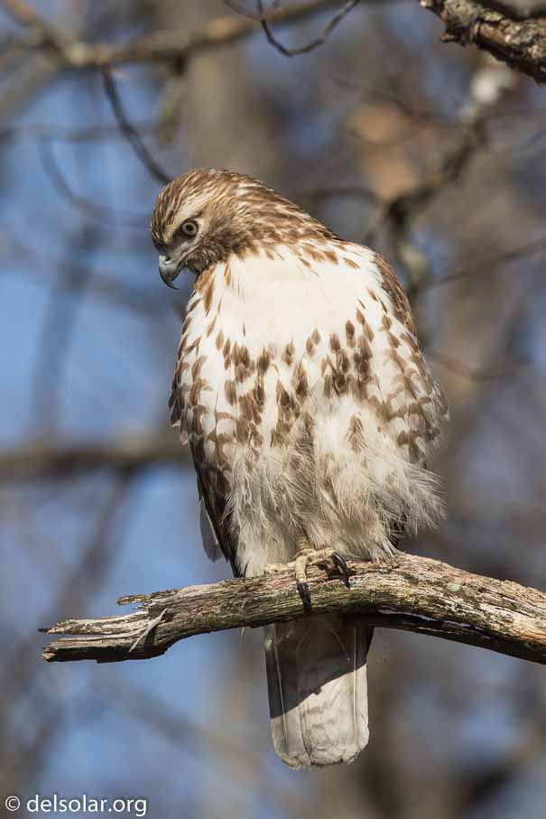 Canon EOS 7D Mark II  --  600 mm  --  EF600mm f/4L IS II USM  