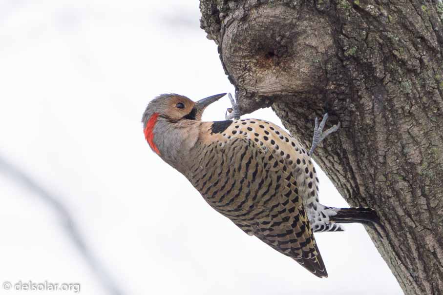 ILCE-6000  --  FE 200-600mm F5.6-6.3 G OSS -- 1/400 sec at f / 6.3 -- ISO 2500 -- 0 EV -- 