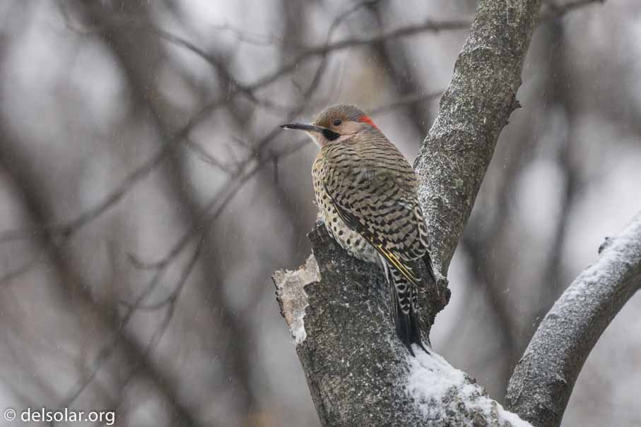 ILCE-6000  --  FE 200-600mm F5.6-6.3 G OSS -- 1/250 sec at f / 7.1 -- ISO 1250 -- 0 EV -- 