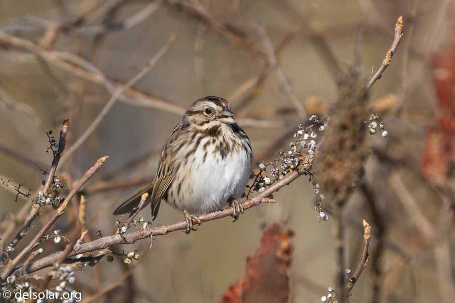 ILCE-6000  --  FE 200-600mm F5.6-6.3 G OSS -- 1/640 sec at f / 8.0 -- ISO 200 -- 0 EV -- 