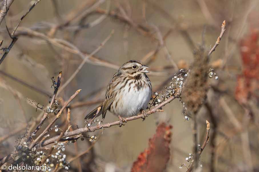 ILCE-6000  --  FE 200-600mm F5.6-6.3 G OSS -- 1/640 sec at f / 8.0 -- ISO 200 -- 0 EV -- 