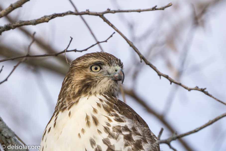 ILCE-6000  --  FE 200-600mm F5.6-6.3 G OSS -- 1/1000 sec at f / 7.1 -- ISO 500 -- 0 EV -- 