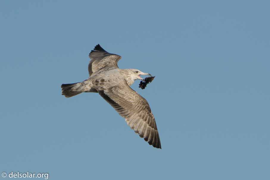 ILCE-6500  --  FE 200-600mm F5.6-6.3 G OSS -- 1/2000 sec at f / 7.1 -- ISO 250 -- 0 EV -- 