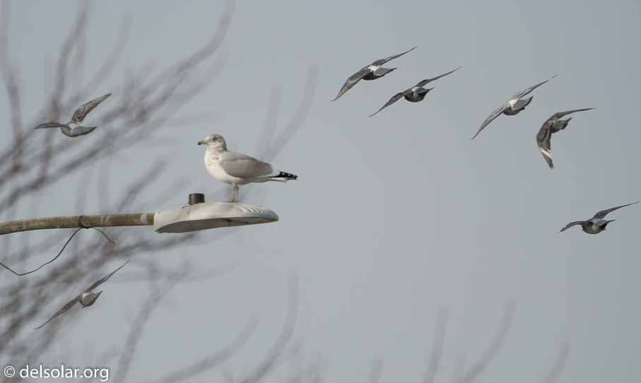 ILCE-6500  --  FE 200-600mm F5.6-6.3 G OSS -- 1/2000 sec at f / 7.1 -- ISO 400 -- 0 EV -- 