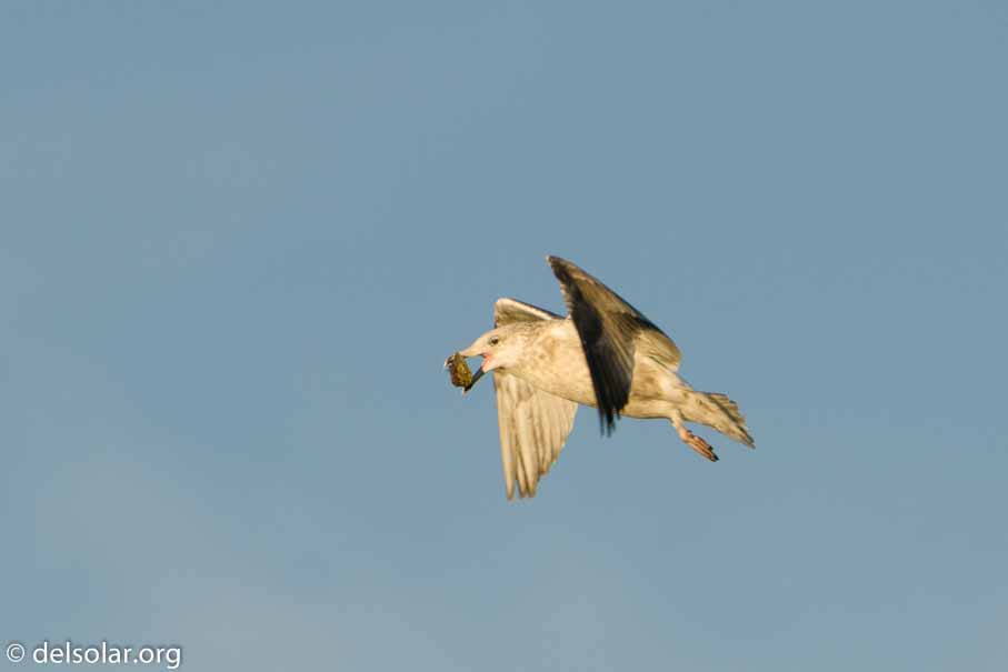 ILCE-6500  --  FE 200-600mm F5.6-6.3 G OSS -- 1/1250 sec at f / 7.1 -- ISO 250 -- 0 EV -- 