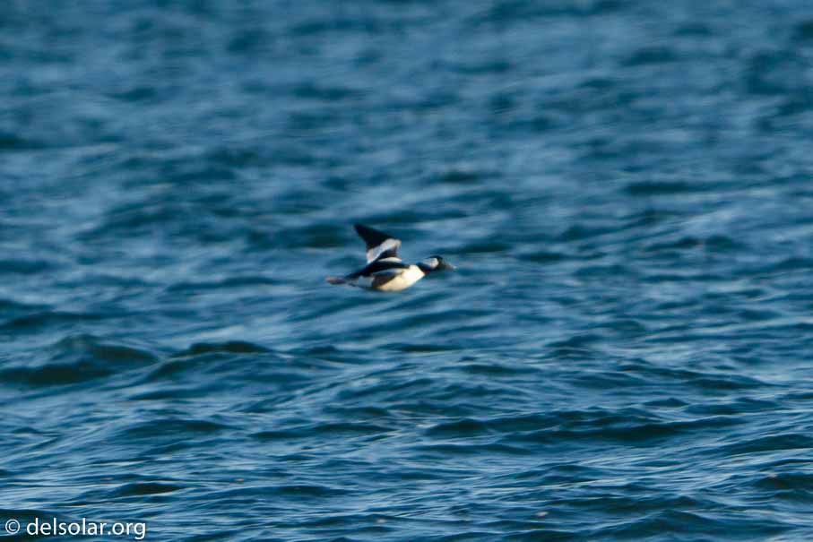 ILCE-6500  --  FE 200-600mm F5.6-6.3 G OSS -- 1/1250 sec at f / 6.3 -- ISO 800 -- 0 EV -- 